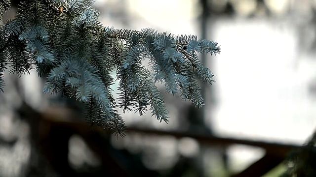 Тест видео -Nikon D7000 , Sigma 70-200 f 2.8 смотреть онлайн