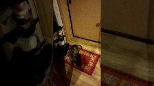 Крейзи кошки I Crazy cats