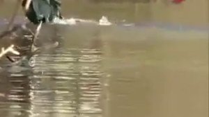 Хищник не спортивно Поставуша