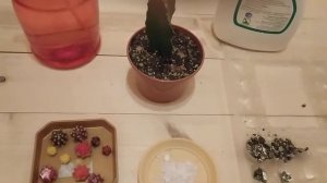 Сажаю Гимнокалициум Михановича в грунт!!! Gymnocalicyum Mihanovicha