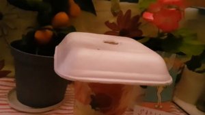 КАК ПОСАДИТЬ   АЛОЭ    ДОМА    РАЗМНОЖЕНИЕ   WE MADE ALOE IN HOME