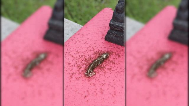 Муравьи уничтожают ящерицу. 9 часов таймлапс, ускоренная съемка. смотреть онлайн