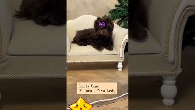Смотреть видео онлайн