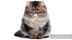 Песенка про толстого кота . От лица кота!