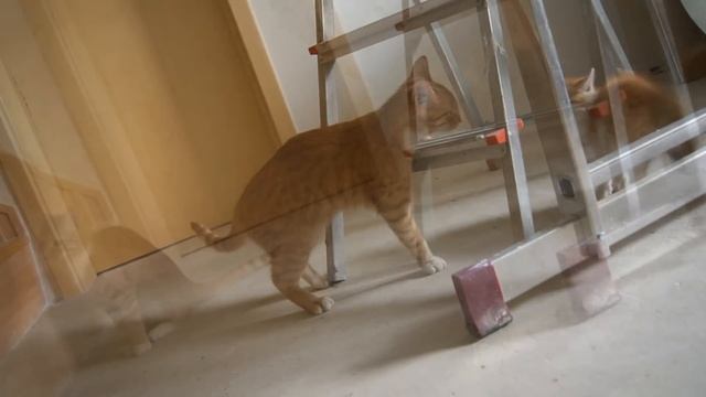 Little Kitten vs. Big Cat смотреть онлайн