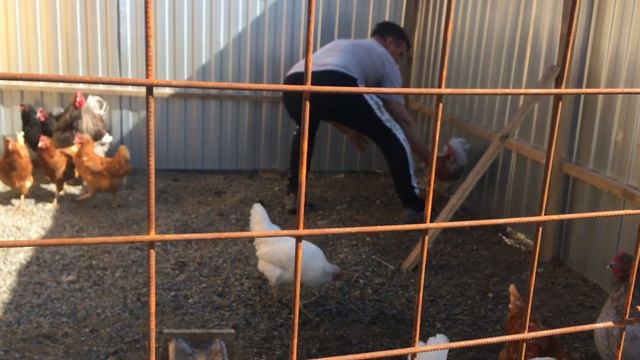 Петух- хулиган! Не боится кур! смотреть онлайн