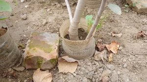 Комбинированное выращивание инжира.