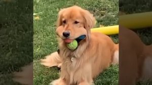 Собака и мячи