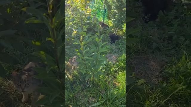 Котята и кошки с огорода. Троицк смотреть онлайн