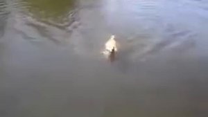 Собака плывёт, как человек