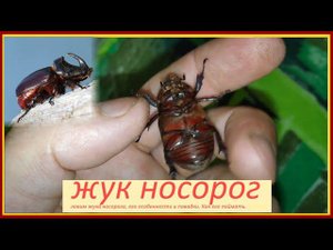 Жук носорог - крупный представитель жесткокрылых средней полосы