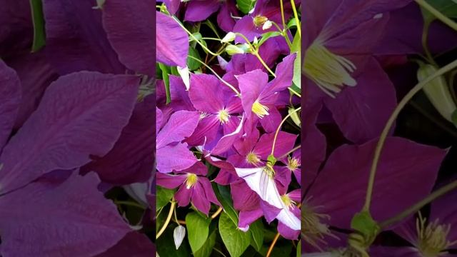 Clematis viticella, the Italian leather flowers #shorts