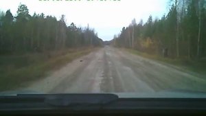 Парабель медведи на дороге