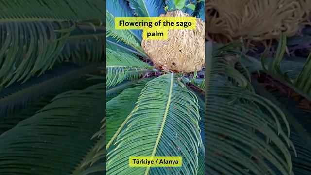 Turkiye. Alanya. Flowering of the sago palm. Цветение саговой пальмы. #alanya #nature #palm #flower