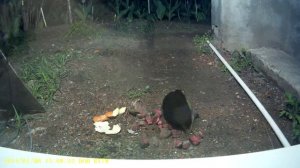 Грызун на огороде