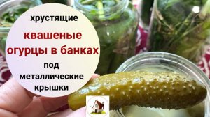 Огурцы квашеные в банках. Рецепт.