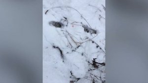 Волки. Волки съели собаку. Нападение волков на охотничьих собак