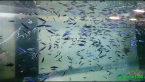 Королевская тетра Inpaichthys keeri super blue