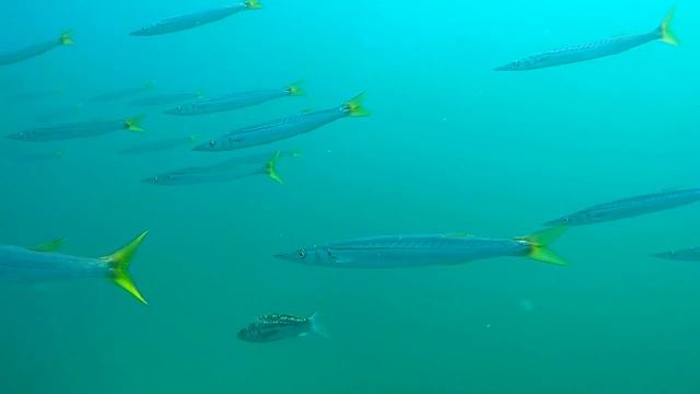 Snorkeling & Freediving 2020: Laguna Beach, California смотреть онлайн