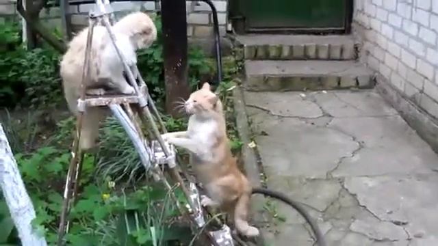 Кошачьи бои на лестнице