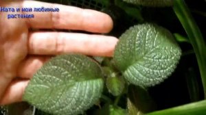 Комнатные цветы //  Обзор небольшой части комнатных растений