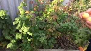 Персик Редхейвен в Воронеже 08.08.2019. 4К