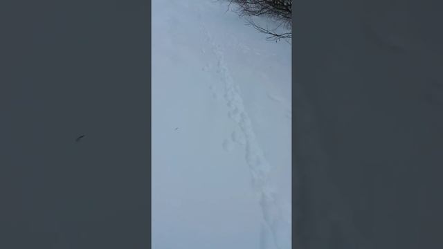 Испытание охотничьих лыж 175×15 смотреть онлайн