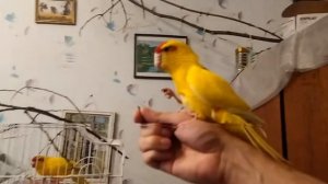 Ручной какарик кушает из лапы