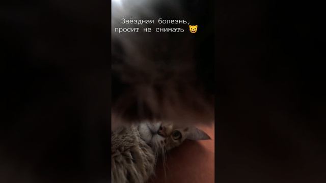Кошачья звёздная болезнь