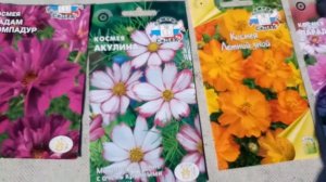 Космея, цветы просто космос!фирма СеДек