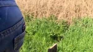 Коп У Серго В огороде ,чешуя 1553 года 
ШОК ?!!!
#коп