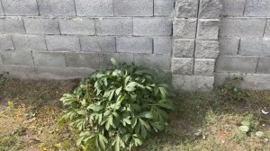 Пересадка многолетников осенью (Рудбекия, Ирисы, Флоксы, Пионы).