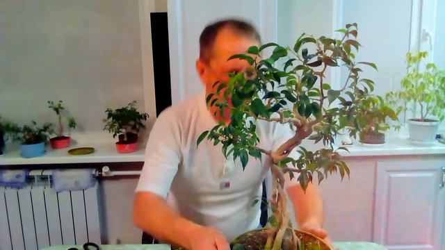 Бонсай на подоконнике.