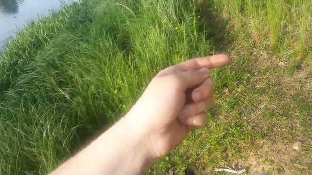 Вечерняя рыбалка на спиннинг! Сосновоборское водохранилище ЧТО ТАМ КЛЮЕТ? Рыбалка на Березине
