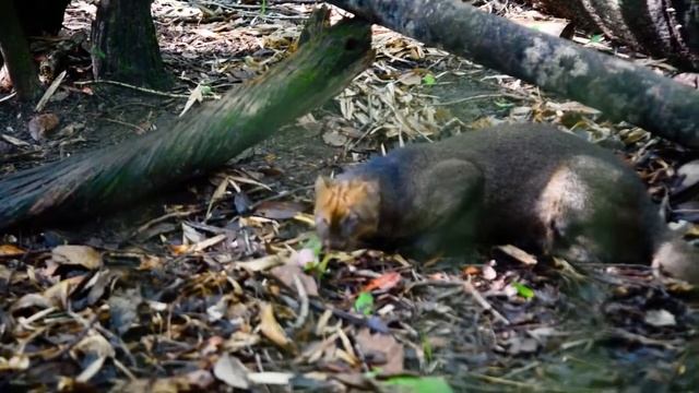 Ягуарунди - маленькая пума ,любительница сладких фруктов смотреть онлайн