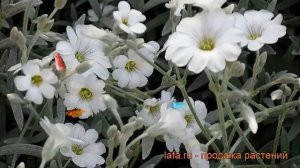 Ясколка войлочная (cerastium tomentosum) ? войлочная ясколка обзор: как сажать, рассада ясколки