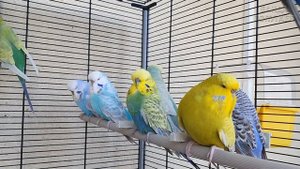 happy budgie sounds