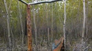 Постройка Балагана в лесу своими руками. Часть первая...