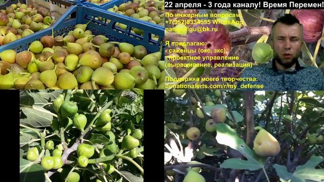 Саженцы инжира, новые сорта инжира, новая жизнь канала. Гибрид Кадоты. смотреть онлайн