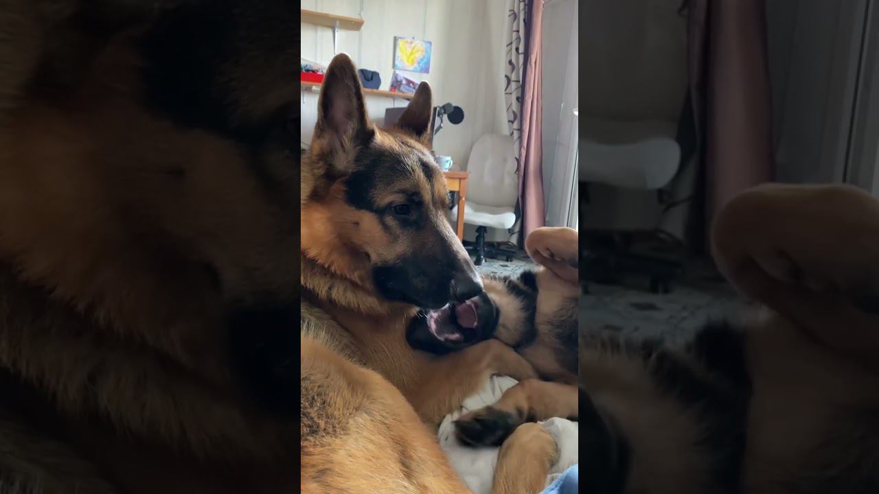 Игры взрослой немецкой овчарки и щенка #немецкаяовчарка #собаки смотреть онлайн