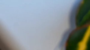 Кодиеум/Кротон "Мать и дочь"