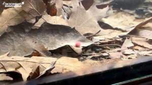 💡 Аквариумные новости с Владимиром Ковалевым (23.12.2023). Да будет свет!