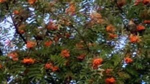 ПТИЦЫ КЛЮЮТ РЯБИНУ. ВЕЧЕРНЯЯ ПРОГУЛКА.