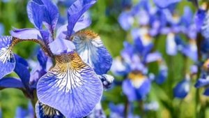 Почему ирисы не цветут.