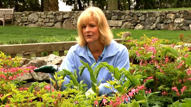 How to Landscape Shade Plants : Gardening Tips