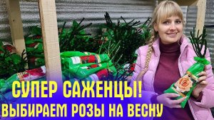 ВОТ ЭТО РОЗЫ! Я в ВОСТОРГЕ! Обзор привоза, ВЫБИРАЕМ ЛУЧШИЕ СОРТА!