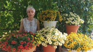 Вянут листья у петунии? Причины.