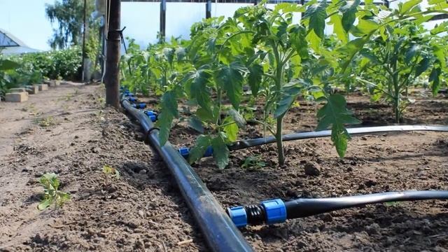 Капельный Полив Купить В Интернет Магазине