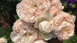 3 сентября 2022 г. Саженцы роз ?Английская Роза «Розалинд»?