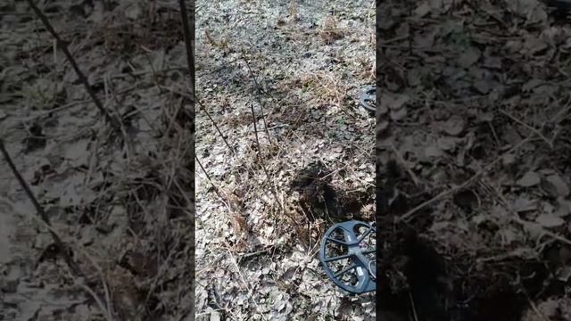 Коп 2020. От пятака масонов до советов. Поиск монет в поле, в лесу Equinox 800 и Minelab X Terra 70
